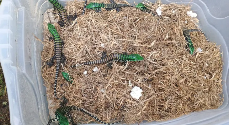 Lagarto teiú: o gigante adormecido do inverno paranaense