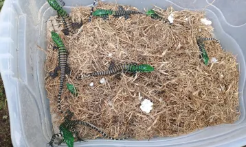 Lagarto teiú: o gigante adormecido do inverno paranaense
