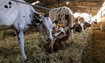 Atualização do rebanho de 2025 termina com 86,7% das propriedades cadastradas