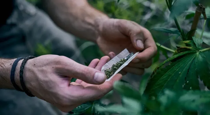 Tribunais iniciam mutirão de revisão de penas para porte de maconha