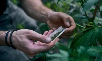Tribunais iniciam mutirão de revisão de penas para porte de maconha