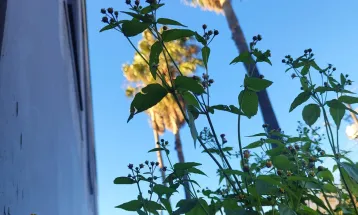 Temperaturas baixas persistem em Cascavel