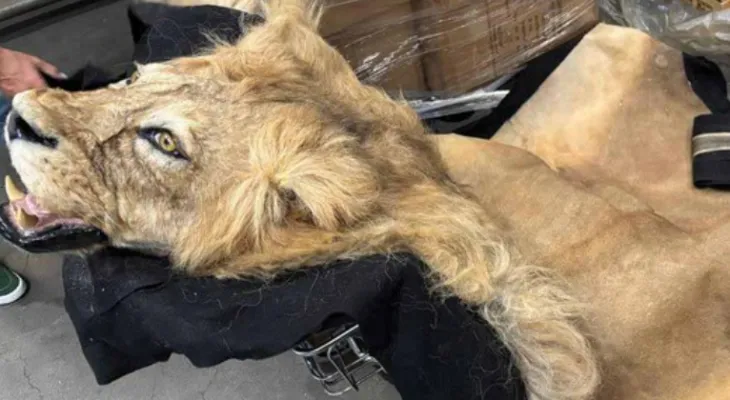 Ibama apreende partes de girafa e leão no Aeroporto de Guarulhos