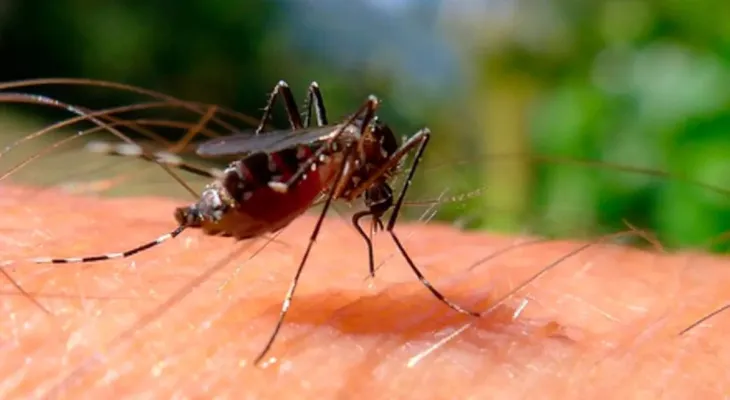 Paraná registra mais 1.535 casos e quatro óbitos por dengue