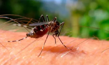 Brasileiros publicam maior estudo já feito sobre sequelas do zika