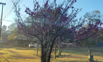 Quarta-feira começa fria em Cascavel, com previsão de tempo firme e ensolarado