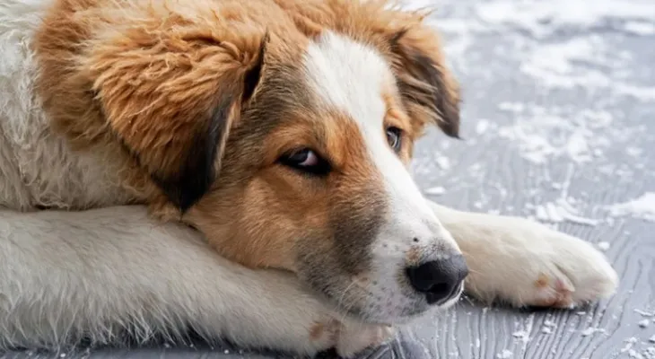 Justiça toma decisão após mulher exigir que ex pague pensão a cachorro