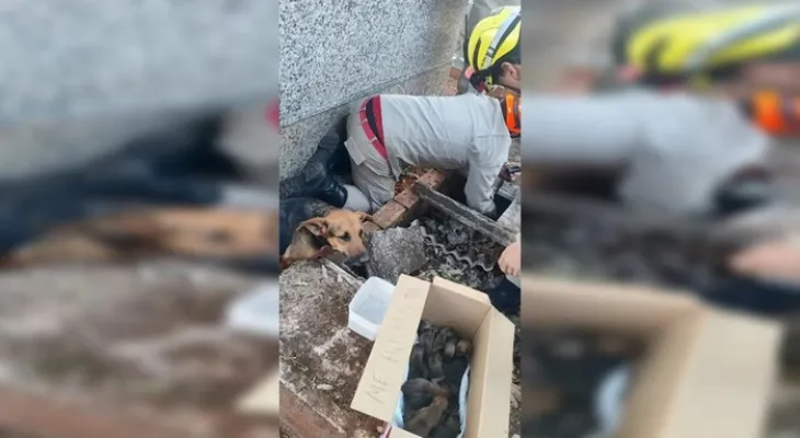 Túmulo vira berçário: cadela dá à luz 15 filhotes em cemitério