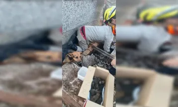 Túmulo vira berçário: cadela dá à luz 15 filhotes em cemitério