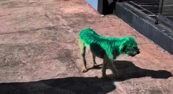Cachorro é pintado de verde em Ponta Grossa e vira caso de polícia