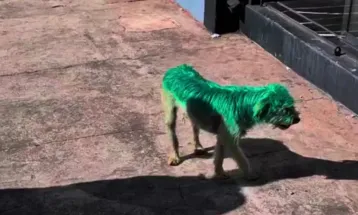 Cachorro é pintado de verde em Ponta Grossa e vira caso de polícia