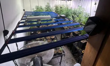 Homem é preso por cultivar maconha em casa e diz que a droga era para a avó com Alzheimer