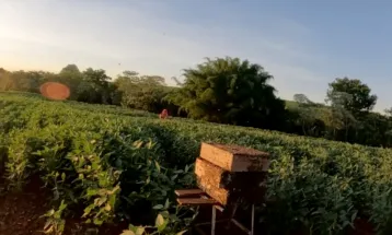 Polinização animal contribui para 12,6% da produção agrícola do Paraná