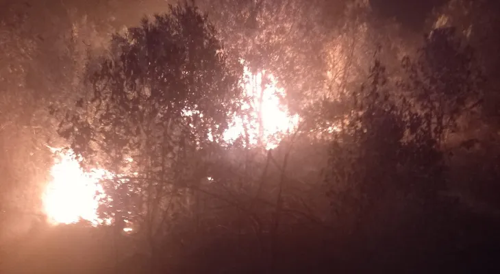 Incêndios florestais se espalham por Cascavel e Paraná vive