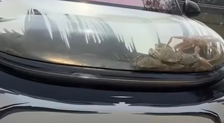 Aquário no capô: carro vira tanque para peixes e choca autoridades na China