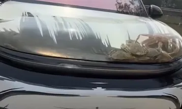 Aquário no capô: carro vira tanque para peixes e choca autoridades na China