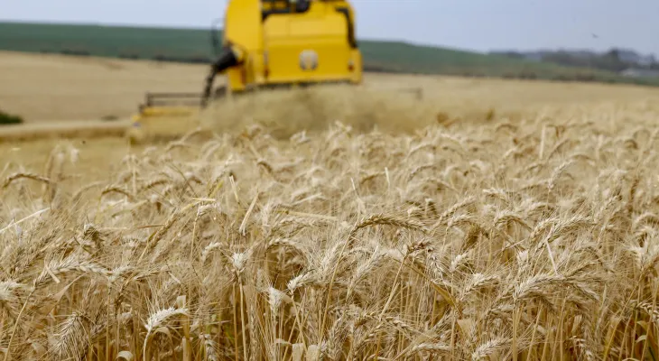 Produtores encerram plantio de trigo no Paraná em 833,4 mil hectares
