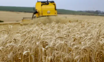 Produtores encerram plantio de trigo no Paraná em 833,4 mil hectares