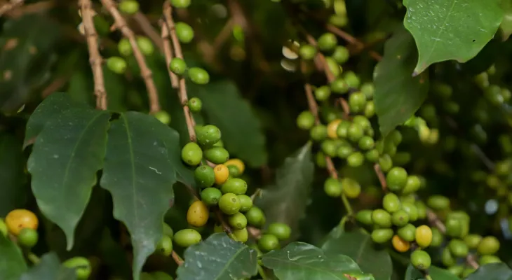 Boletim Agropecuário analisa estágio da safra do café e variação dos preços
