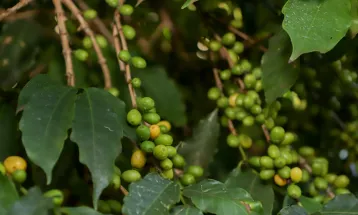 Boletim Agropecuário analisa estágio da safra do café e variação dos preços