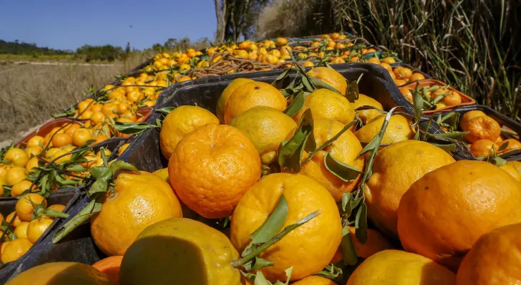Sabor único: ponkan de Cerro Azul é a 21ª Indicação Geográfica do Paraná