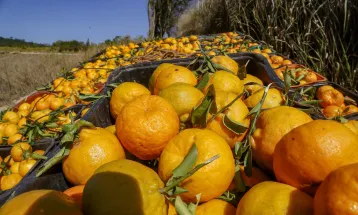 Sabor único: ponkan de Cerro Azul é a 21ª Indicação Geográfica do Paraná