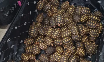 Homem é preso com 600 filhotes de jabuti dentro de malas no RJ