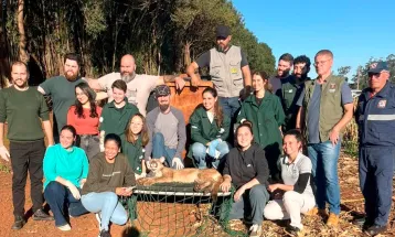 Zoológico de Cascavel atua no resgate de onça-parda ferida em Formosa do Oeste