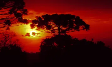 Julho foi seco e gelado, com temperaturas abaixo da média histórica, aponta Simepar