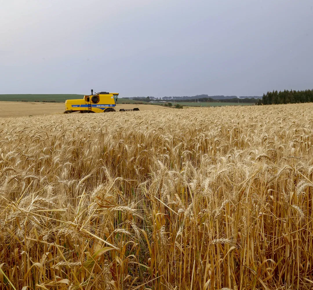 Clima tira 234 mil toneladas da safra de trigo do Paraná e moinhos terão de buscar cereal fora