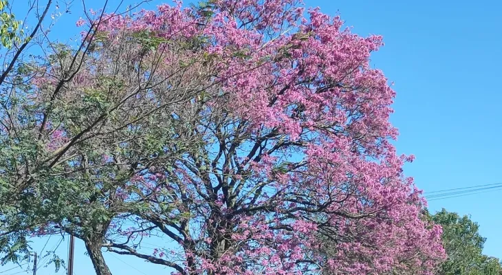 Vento e temperaturas baixas predominam neste sábado em Cascavel