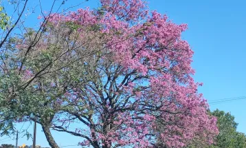 Vento e temperaturas baixas predominam neste sábado em Cascavel