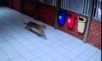 Onça-parda é flagrada no bairro Tropical e mobiliza bombeiros e IAT em Cascavel