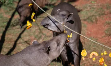 Anta mais velha do Refúgio Biológico Bela Vista ganha festa de aniversário
