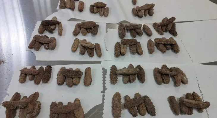 Mulher é presa com 96 pepinos-do-mar no Aeroporto de Guarulhos