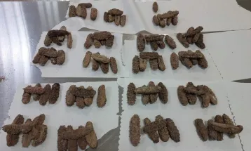 Mulher é presa com 96 pepinos-do-mar no Aeroporto de Guarulhos