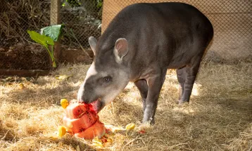 Anta mais velha do RBV celebra aniversário com bolo de frutas