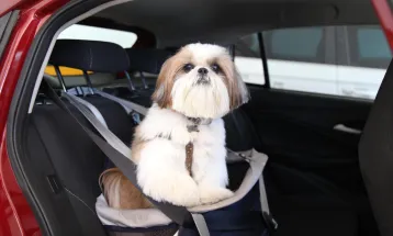 Câmara de Londrina promove audiência sobre projeto que regulamenta "Taxicão"