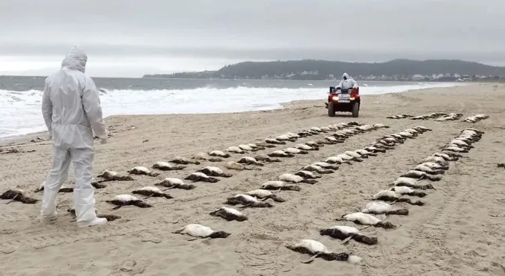 Mais de 700 pinguins são encontrados mortos no litoral de São Paulo