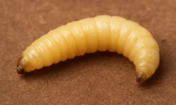 EUA confirmam primeiro caso humano de “bicheira-do-Novo-Mundo”, parasita que come carne