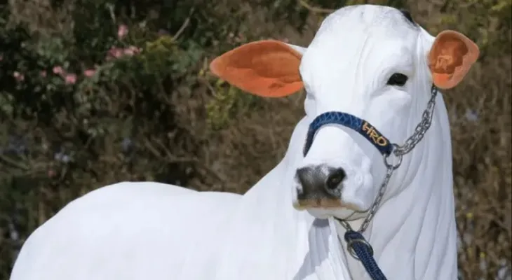 Arthur Lira vai leiloar vaca que ainda nem nasceu em Brasília