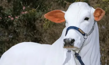 Arthur Lira vai leiloar vaca que ainda nem nasceu em Brasília