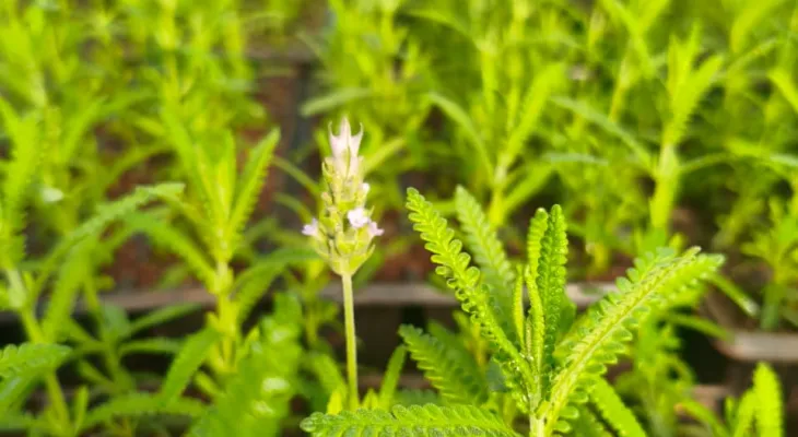 Corbélia se enche de cores e flores em preparação para a Expobelia 2025
