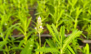 Corbélia se enche de cores e flores em preparação para a Expobelia 2025