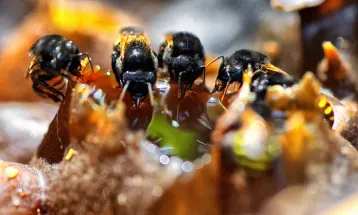 Poliniza Paraná: xarope à base de água e açúcar garantiu a saúde das abelhas no inverno