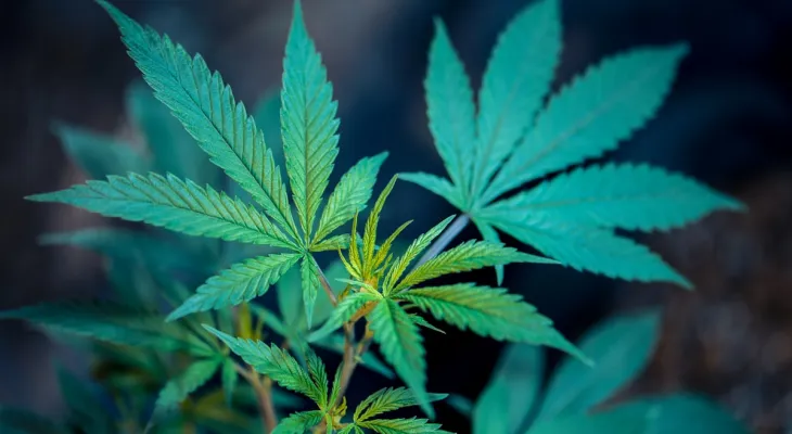 Debate sobre acesso à Cannabis expõe impasse jurídico e reforça alternativas para pacientes no Brasil