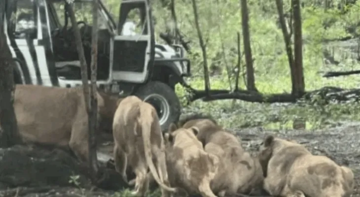 Tratador é morto por leões em zoológico da Tailândia