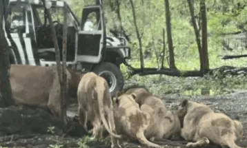Tratador é morto por leões em zoológico da Tailândia