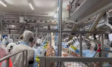 Frigorífico no norte do Paraná é alvo de ações judiciais por irregularidades trabalhistas graves