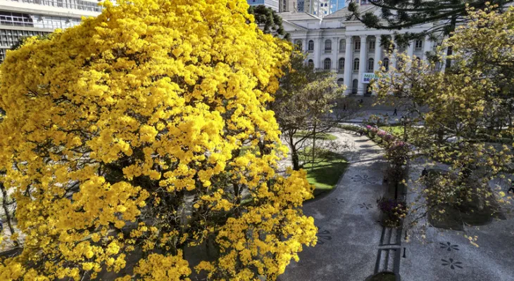 Florada dos ipês muda para amarelo o tom das ruas, praças e parques de Curitiba